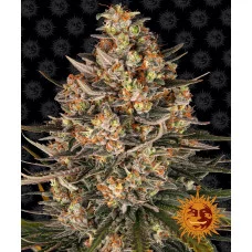 LEMON DRIZZLE - Barney's Farm