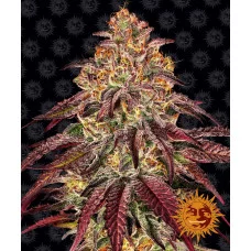 MIMOSA X ORANGE PUNCH AUTO - Barney's Farm