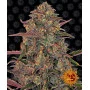 Насіння конопель PINEAPPLE CHUNK від Barney's Farm у Smartshop-smartshop.ua®