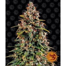 WATERMELON ZKITTLEZ AUTO - Barney's Farm