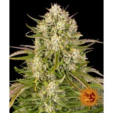WEDDING CAKE AUTO - Barney's Farm