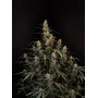 Cannabis seed variety AMNESIA HAZE Auto