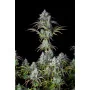 Сорт семян каннабиса BIG BUD Auto