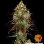 Cannabis seeds AMNESIA LEMON from Barney's Farm at Smartshop-smartshop.ua®