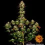 Cannabis seeds AMNESIA LEMON from Barney's Farm at Smartshop-smartshop.ua®