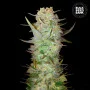 Cannabis seeds AUTO DUBAI POISON from Bulk Seed Bank at Smartshop-smartshop.ua®