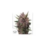 Сорт семян каннабиса AUTO BLACKBERRY KUSH®