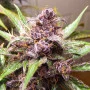 Сорт семян каннабиса AUTO BLACKBERRY KUSH®