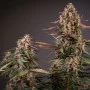 Сорт семян каннабиса AUTO BLACKBERRY KUSH®