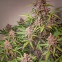 Сорт семян каннабиса AUTO BLACKBERRY KUSH®