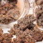 Сорт семян каннабиса AUTO BLACKBERRY KUSH®