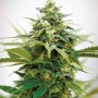 Сорт насіння канабісу Auto Critical XXL Feminised Silver