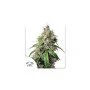 Cannabis seed variety AUTO EUFORIA®
