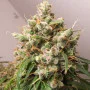 Cannabis seed variety AUTO EUFORIA®