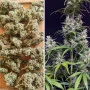 Cannabis seed variety AUTO EUFORIA®