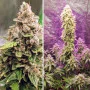Cannabis seed variety AUTO EUFORIA®