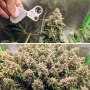 Cannabis seed variety AUTO EUFORIA®