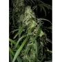 Cannabis seed variety Auto KRYPTONITE