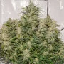 Сорт семян каннабиса AUTO SFV OG®
