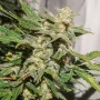 Сорт семян каннабиса AUTO SFV OG®