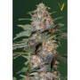 Насіння конопель Auto CARAMELINO від Victory Seeds у Smartshop-smartshop.ua®