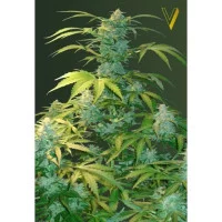 Auto HEAVEN - Victory Seeds