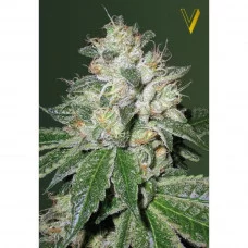 Auto OG KUSH - Victory Seeds