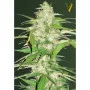 Cannabis seeds Auto ULTRA POWER PLANT from Victory Seeds at Smartshop-smartshop.ua®