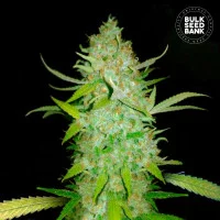 AUTO AK - Bulk Seed Bank