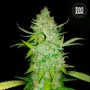 Насіння конопель AUTO AK від Bulk Seed Bank у Smartshop-smartshop.ua®