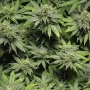 Сорт семян каннабиса Auto Lowryder 2 Feminised Silver