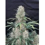 Сорт семян каннабиса AFGHAN KUSH Auto