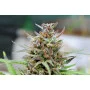 Cannabis seed variety Baby Boom Auto