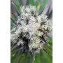 Cannabis seed variety Baby Boom Auto