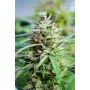 Cannabis seed variety Baby Boom Auto