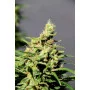 Сорт семян каннабиса BCN Diesel CBD