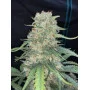 Сорт семян каннабиса AFGHAN KUSH Auto