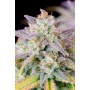 Сорт насіння канабісу Auto AFGHAN KUSH Feminised Silver
