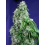 Cannabis seed variety BIG DEVIL F1 FAST VERSION®
