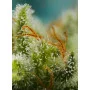 Cannabis seed variety BLACK JACK AUTO®