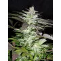 Cannabis seed variety BLACK JACK®