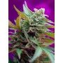 Cannabis seed variety BLACK JACK AUTO®