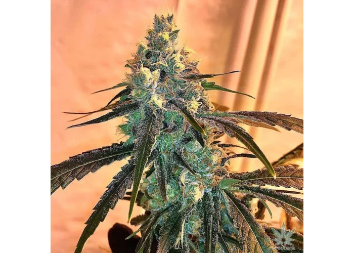 Сорт насіння канабісу Black Widow Feminised Silver