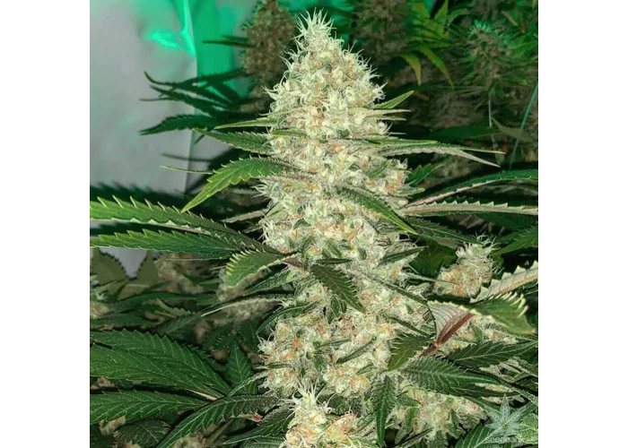 Сорт насіння канабісу Black Widow Feminised Silver