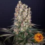 Семена конопли BUBBA KUSH от Barney's Farm в Smartshop-smartshop.ua®