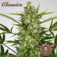 AUTO AK® classics