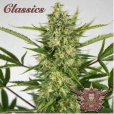 AUTO AK® classics