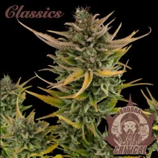 AUTO CRITICAL® classics