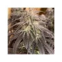 Насіння конопель BUBBA ISLAND KUSH®