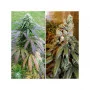 Насіння конопель BUBBA ISLAND KUSH®